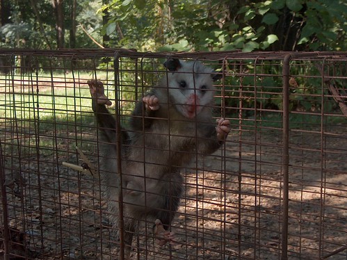 Possum in a Box....Ronald Hughes