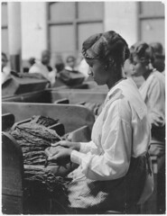 Anglų lietuvių žodynas. Žodis tobacco-plant reiškia n bot. tabakas lietuviškai.