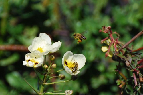 abejas de mabel