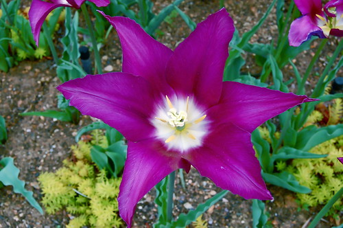 "Purple Dream" tulips