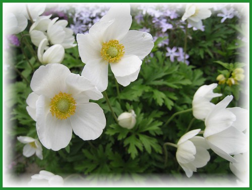 5+ Award Gallery: The best white flowers in the group | White flowers