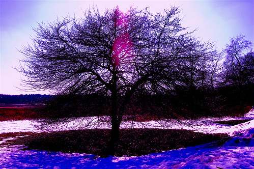 The Purpler Tree