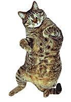 dancingcat
