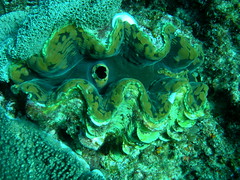 Anglų lietuvių žodynas. Žodis giant clam reiškia milžiniškas moliuskas lietuviškai.