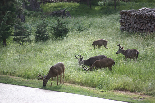 Deers at 17 Mile Drive