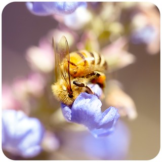 Bee Burrowing
