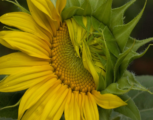 Shy Sunflower #2