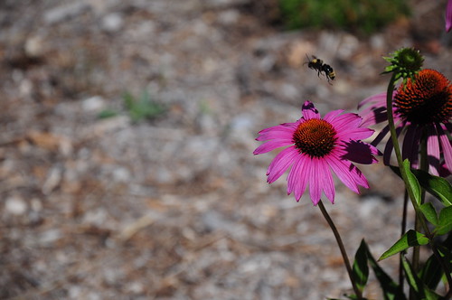 Bee coming in for a landing.