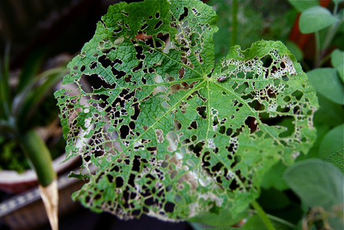 Japanese Beetle Infestation Leaf 8-14-09 -- IMG_4245