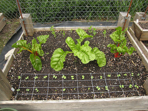 Vegetable Garden 2011