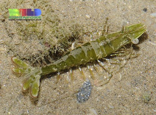 Peena Shellfish Penaeidae - JungleKey.fr Image