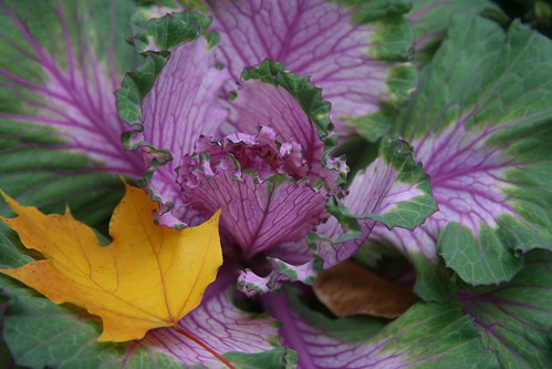 ornamental kale with yellow leaf