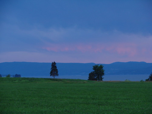 trees at sunset