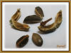 Exploded seedpod and seeds of Jatropha podagrica (Gout Plant/Stick, Buddha Belly Plant, Bottleplant Shrub, Purging Nut, Guatemala Rhubarb)