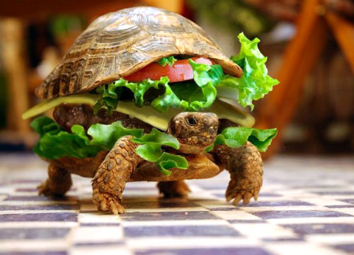 turtle-hamburger