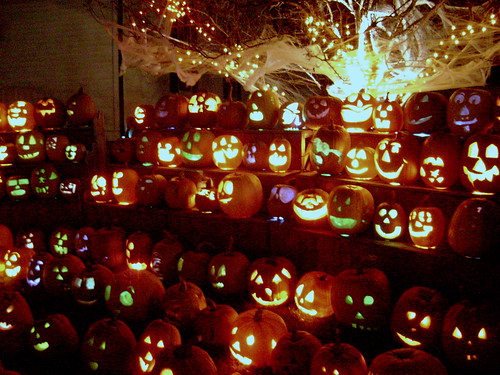 Halloween Pumpkins lined up for a group photo