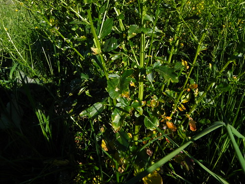 Barbarée commune ou Herbe de la Ste Barbe (feuilles) - Meruz 005