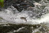 Salmon Jumping Up the Rapids
