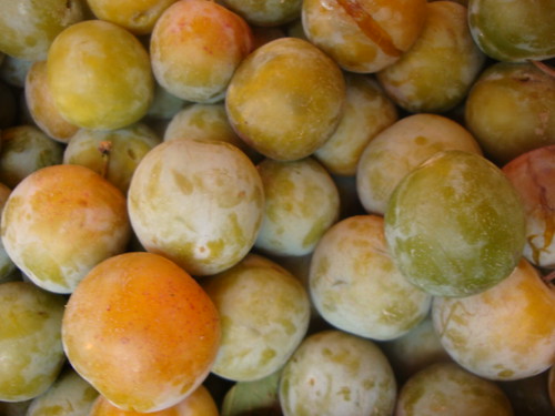 Photo: Prunus domestica 'Reine claude'