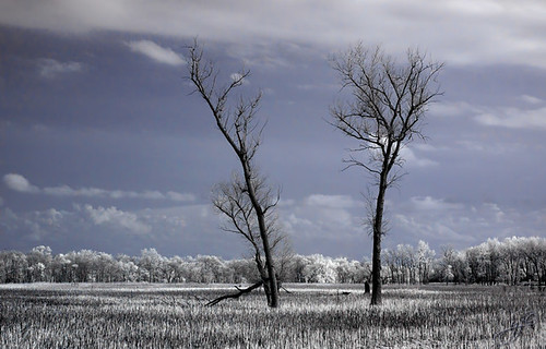 Two Trees in Infrared