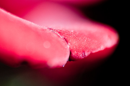 rose petal up close -- very close