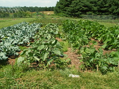 Farming in Virginia
