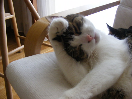 https://farm4.static.flickr.com/3513/3269245072_0b7df5170d.jpg