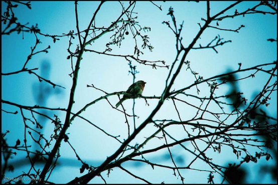 April Connoly - Sing Little Bird