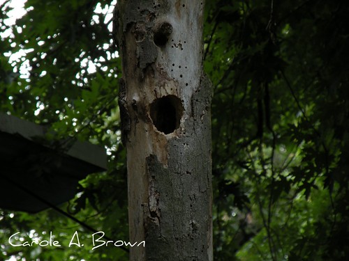 Woodpecker nests 2