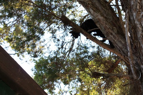 2 Then the roof
