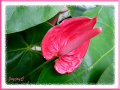 Rosy-pink Anthurium andraeanum at our backyard, Sept 27 2009