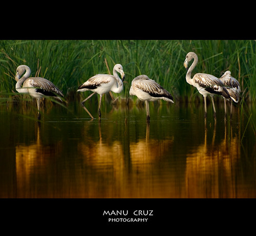Flamencos jóvenes (Bajo Guadalquivir) Sevilla
