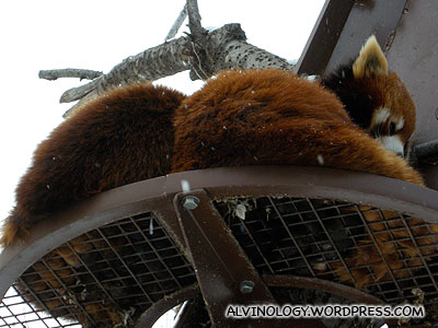 Two more red pandas up the tree