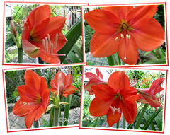 Collage showing various captures of our scarlet-coloured Hippeastrum