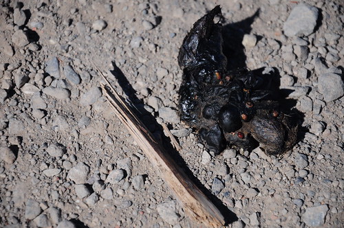 Look at this huge pile of poo (not stick for size comparison). This has got to be from a coyote. Notice the barely digested mouse in the poo.