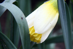 daffodil bud