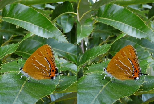 Japonica lutea, stereo parallel view