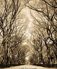 Central Park Walkway