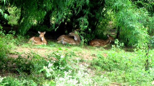 spotty and friends