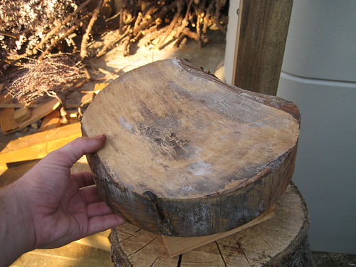 moldy Ficus bowl blank