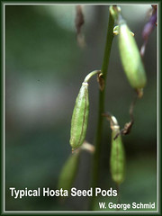 Typical hosta seed pods (photo courtesy of W. George Schmid)