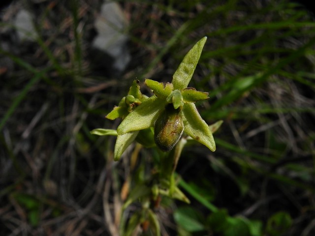 Ophrys araignée=Ophrys sphegodes - Planfait 012
