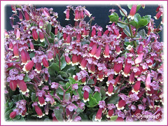 Numerous potted Kalanchoe 'Wendy' for sale at a nursery
