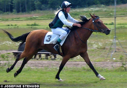 20020714_D_1 Arabian D-pony at Göteborg Galopp | Gothenburg, Sweden