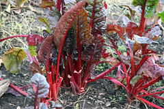 chard, red