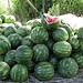 water melons