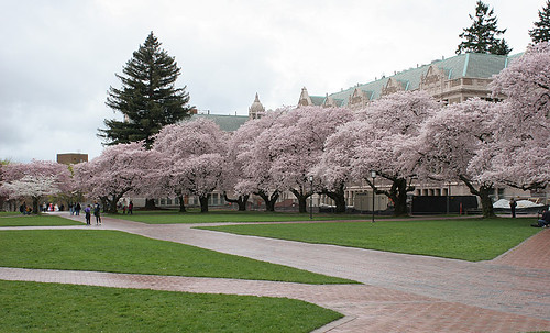 Cherry Blossoms at UW Quad