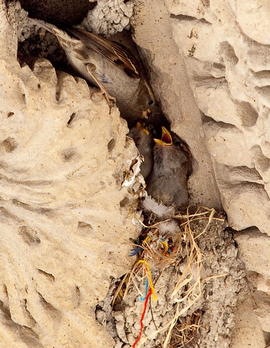 Sparrow Nest 1