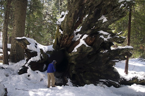 When this tree fell, people thought it was an earthquake. It takes centuries for a fallen tree to decompose. During that time, it acts as a slow vitamin drip for surrounding vegetation.