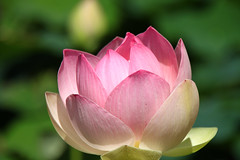 Kenilworth Gardens Lotus